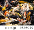 鯉の群れ