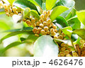 榊の花