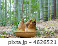 竹林の新鮮タケノコ