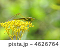オミナエシとアシグロツユムシ