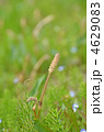 つくし