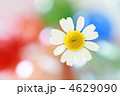白い花　カラフルなバック
