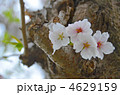 サクラの花
