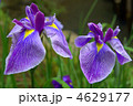 花菖蒲