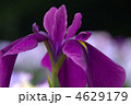 花菖蒲