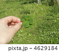 珍しい5つ葉のクローバー