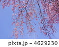4月　八重紅枝垂ヤエベニシダレ97サクラ・バラ科