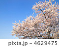 桜と青空