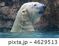 シロクマ