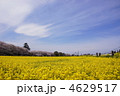 4月　ナノハナ・アブラナ科75