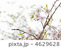 4月　八重紅枝垂ヤエベニシダレ・桜サクラ100