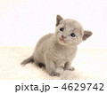 ロシアンブルーの仔猫