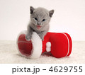 サンタクロースのブーツと仔猫