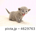 鳴くロシアンブルーの仔猫
