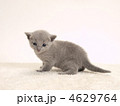ロシアンブルーの仔猫