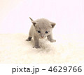 ロシアンブルーの仔猫