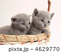 カゴに入った二匹の仔猫
