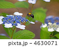 ガクアジサイと蜂