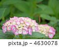 紫陽花
