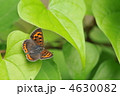 夏のチョウ　～ベニシジミ～