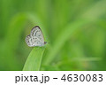 夏のチョウ　～ヤマトシジミ～