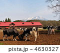 小岩井農場と岩手山