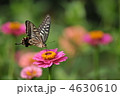 夏のチョウ　～アゲハ～