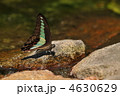 夏のチョウ　～アオスジアゲハ～