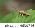 カミキリムシの仲間　～シロヤハズカミキリ～