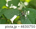 カミキリムシの仲間　～キボシカミキリ～