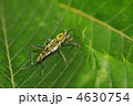カミキリムシの仲間　～キイロトラカミキリ～