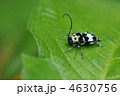 カミキリムシの仲間　～ラミーカミキリ～