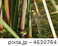 夏のギンヤンマ
