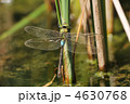 夏のギンヤンマ