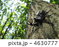 雑木林のカブトムシ