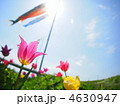 チューリップと青空5 チューリップと青空5