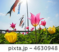 チューリップと青空6 チューリップと青空6