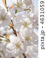 御室桜