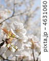 満開の御室桜 満開の御室桜