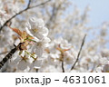 満開の御室桜 満開の御室桜