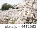 満開の御室桜 満開の御室桜