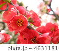 赤いボケの花