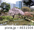 小石川後楽園の枝垂れ桜