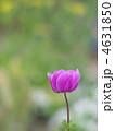 紫の花