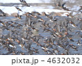 おしどり