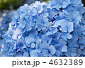 アジサイの花