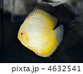 美しい熱帯魚のディスカス
