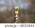 タラの芽
