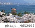 宮島の春