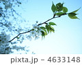 葉桜